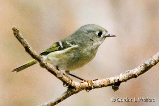 Ruby-crowned Kinglet_55679.jpg - Ruby-crowned Kinglet (Regulus calendula) photographed in the Audubon Bird Sanctuary on Dauphin Island, Alabama, USA.